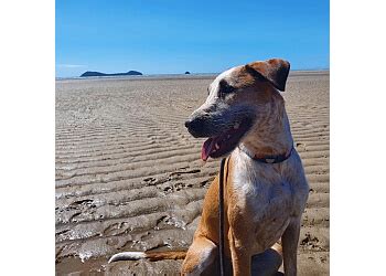 dog sitting cairns